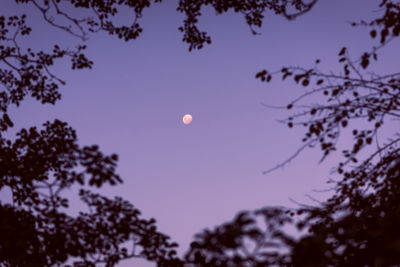 Low angle view of silhouette tree against sky at night