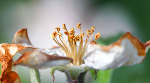 Close-up of flower growing outdoors