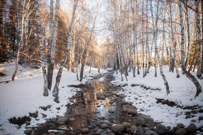 Bare trees on snow covered land during winter