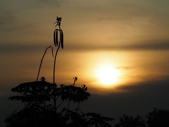 Silhouette plants against romantic sky at sunset