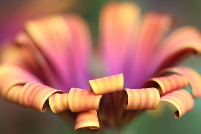 Close-up of multi colored flower pollen