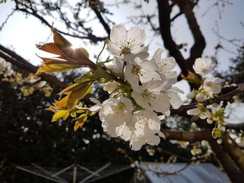 Close-up of fresh flower tree against sky