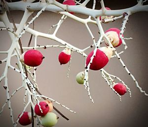 Close-up of red berries