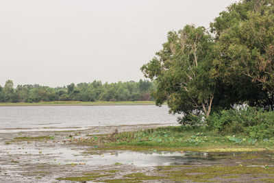 Scenic view of lake in forest against clear sky