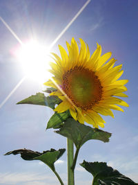 Low angle view of sunflower blooming against sky
