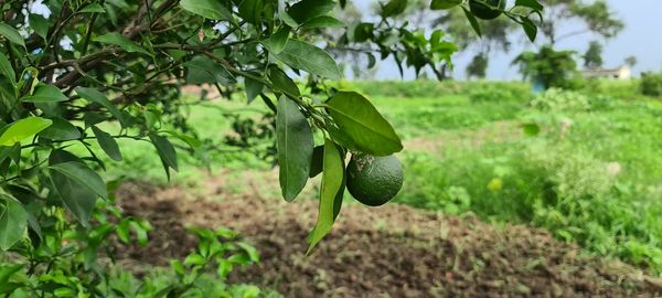 Close-up of fruits growing on tree