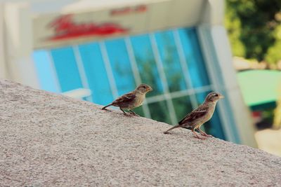 Close-up of sparrow perching outdoors