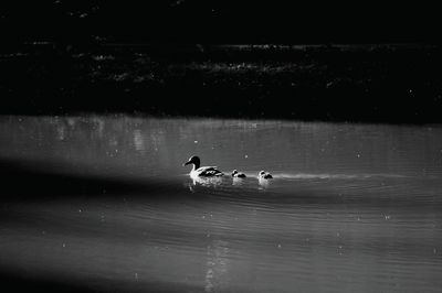Ducks swimming in lake