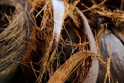 Close-up of dried plant on field