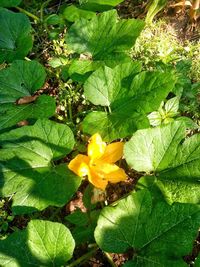 Close-up of yellow flower