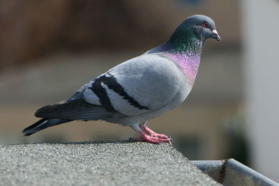 Close-up of bird perching