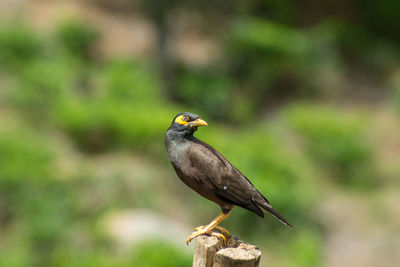 Black bird with a yellow beak standing on a fence. blurred background