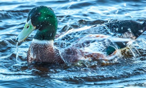 Close-up of duck swimming in lake