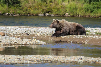 Alaskan brown bear resting on the riverbank, moraine creek, katmai national park, alaska