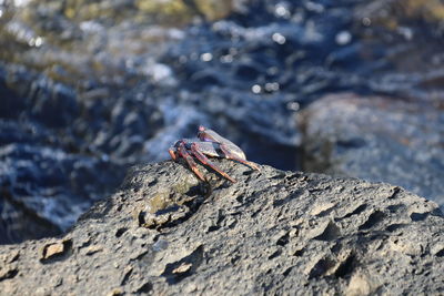 Close-up of a rock