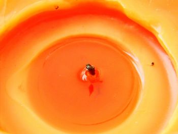 Close-up of ladybug on orange