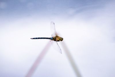 Close-up of insect on plant