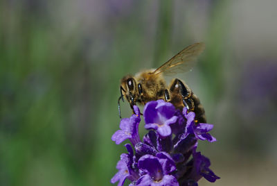 Close-up of bee pollinating on purple flower