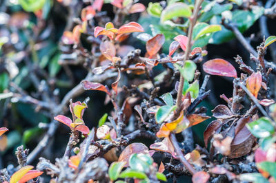 Close-up of flowering plant leaves