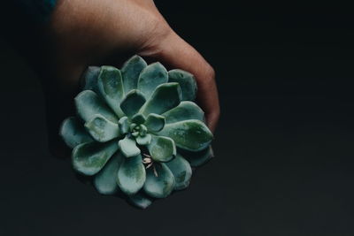 Cropped hand on man holding succulent plant against black background