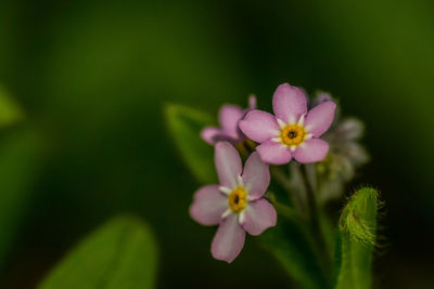 Close-up of pink flower