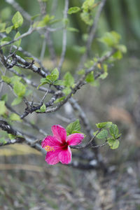 Close-up of pink flowering plant