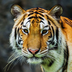 Close-up portrait of a cat