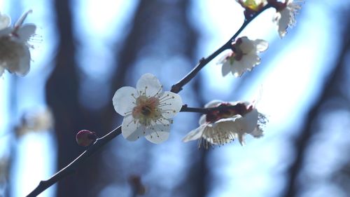 Close-up of cherry blossom tree