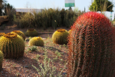 Close-up of cactus growing on field