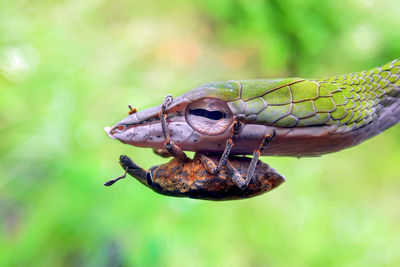 Close-up of insect on leaf