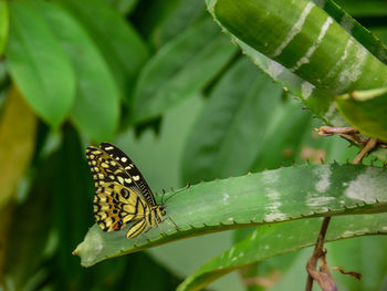 Close-up of butterfly on leaf