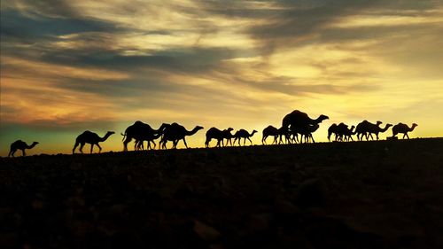 Silhouette horses on landscape against sky during sunset