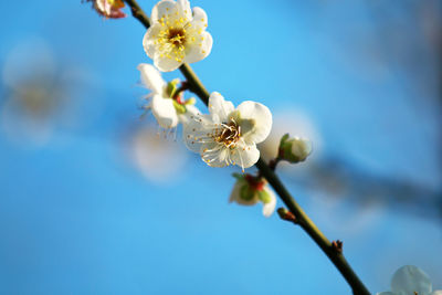 The plum blossoms on the branches