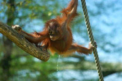 Close-up of monkey hanging on tree