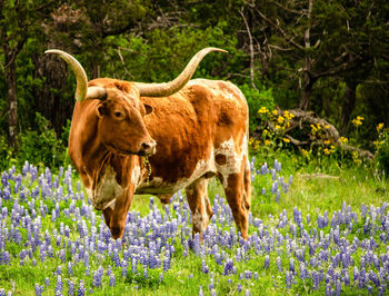 Red longhorn in wildflowers