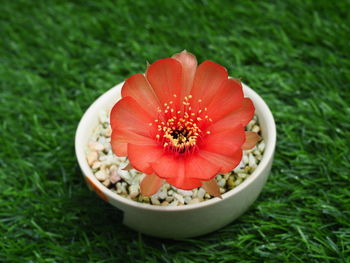 Close-up of red flower in field