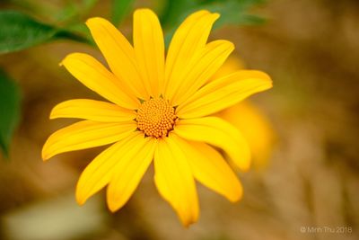 Close-up of yellow flower