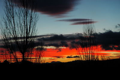 Silhouette of trees at sunset