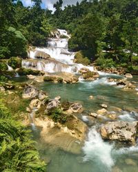 Scenic view of waterfall in forest