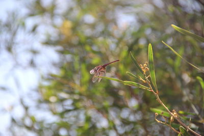 Close-up of butterfly on plant