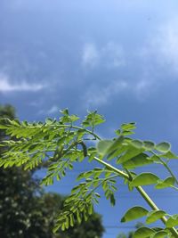 Low angle view of leaves against sky