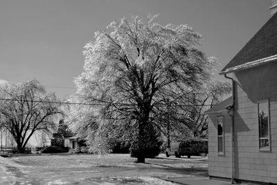 Trees in city against sky