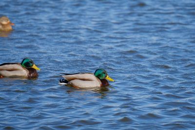 Ducks swimming in lake