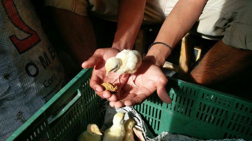 Midsection of man holding baby chicken on palm