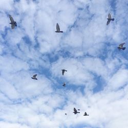 Low angle view of seagulls flying in sky