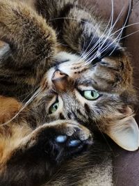 Close-up portrait of a cat