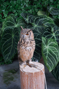 Portrait of owl perching on wooden post