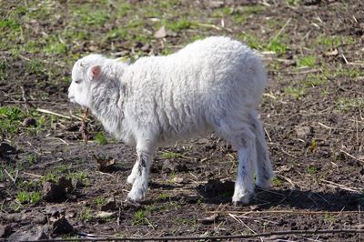 Sheep standing in a field