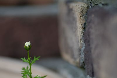 Close-up of small plant