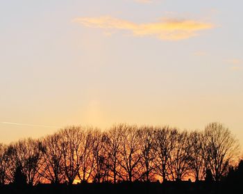 Silhouette of trees at sunset